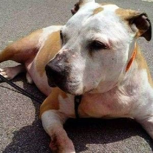 Meet your Posher, Peggy